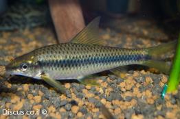 אוכל-אצות-סיאמי