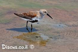 חופית-אלפינית