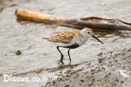 חופית-אלפינית