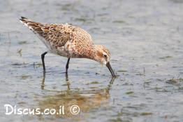 חופית-מגלית