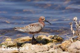 חופית-מגלית