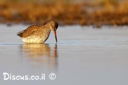 ביצנית-לבנת-כנף