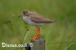 ביצנית-לבנת-כנף