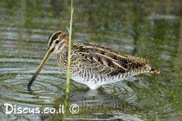 חרטומית-ביצות