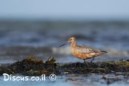 לימוזה-חומת-בטן