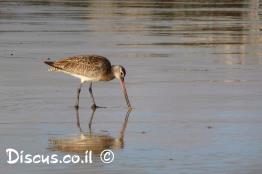 לימוזה-חומת-בטן