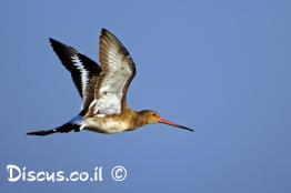 לימוזה-מצויה
