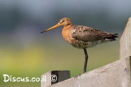לימוזה-מצויה