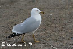 שחף עקוד מקור