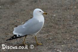 שחף-עקוד-מקור