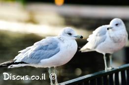שחף-עקוד-מקור
