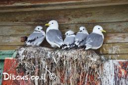 ריסה שחורת רגל