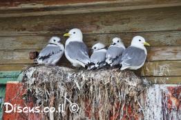 ריסה-שחורת-רגל