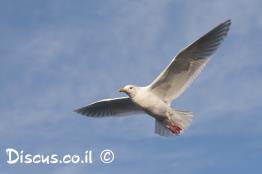 שחף-לבן-כנף