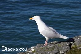 שחף-לבן-כנף