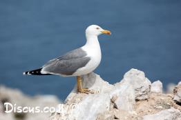 שחף-צהוב-רגל