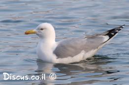 שחף-צהוב-רגל