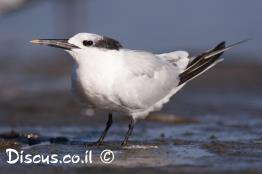 שחפית-שחורת-מקור