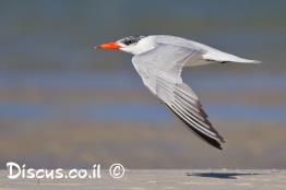 שחפית-כספית