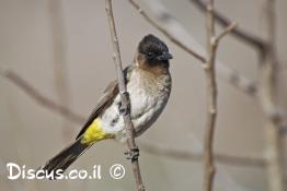 בולבול-צהוב-שת