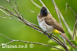 בולבול-צהוב-שת