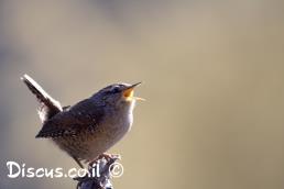 גדרון מובהק