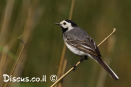 נחליאלי-לבן
