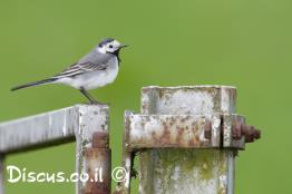 נחליאלי-לבן
