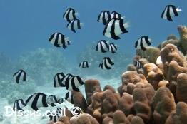 אלמוגית-הפסים