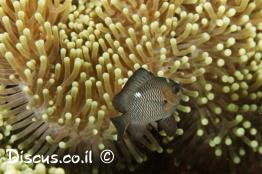 אלמוגית-שחורה