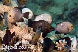 אלמוגית-שחורה