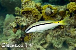 בינתן פורסקל