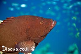 דקרן-אדום-לוע