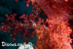 הדורית חצויה