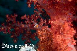 הדורית-חצויה