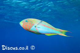 טווסון-אילתי