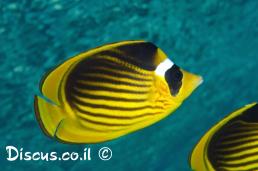 פרפרון לבן מצח