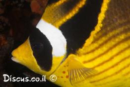 פרפרון-לבן-מצח