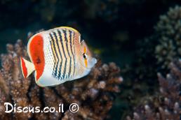 פרפרון האודם