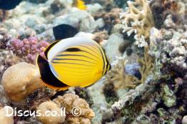 פרפרון-שחור-שת