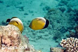 פרפרון-שחור-שת