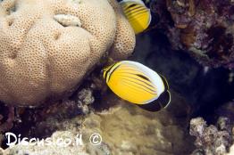 פרפרון-שחור-שת