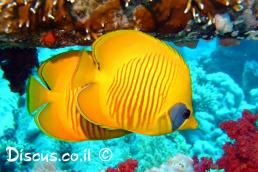 פרפרון אפור לחי