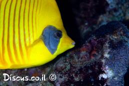 פרפרון אפור לחי