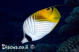 פרפרון-החוט