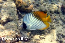 פרפרון החוט