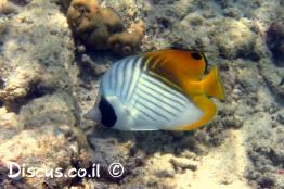 פרפרון-החוט