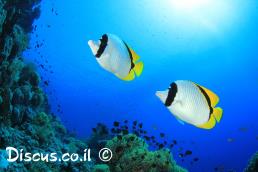 פרפרון שחור אוכף