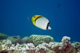 פרפרון שחור אוכף