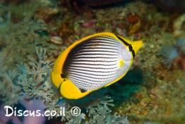 פרפרון-שחור-גב